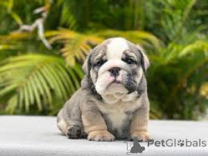 Foto №3. Englische Bulldogge Welpen zu verkaufen. Frankreich