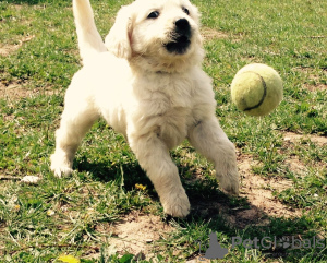 Foto №1. golden retriever - zum Verkauf in der Stadt Wentorf bei Hamburg | Frei | Ankündigung № 103478