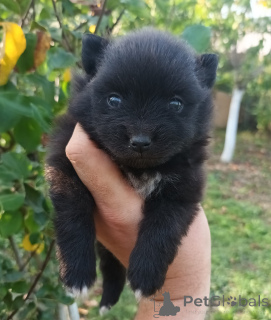 Foto №2 zu Ankündigung № 138785 zu verkaufen pommersche spitz - einkaufen USA züchter