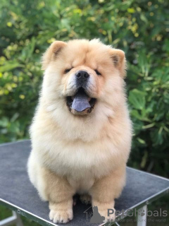 Foto №2 zu Ankündigung № 111545 zu verkaufen chow-chow - einkaufen Serbien 