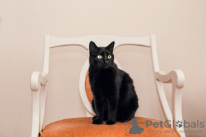 Zusätzliche Fotos: Ruhige, anhängliche Katze Blackberry sucht Familie!