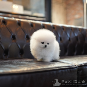 Foto №2 zu Ankündigung № 131043 zu verkaufen  - einkaufen Deutschland quotient 	ankündigung