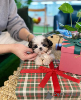 Foto №2 zu Ankündigung № 159861 zu verkaufen shih tzu - einkaufen Litauen quotient 	ankündigung