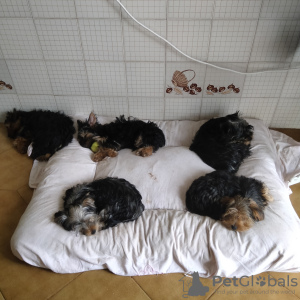 Foto №3. Yorkshire-Terrier. Portugal