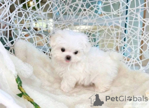 Foto №1.  - zum Verkauf in der Stadt Atlanta | 581€ | Ankündigung № 161136