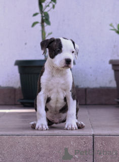 Foto №4. Ich werde verkaufen amerikanischer staffordshire terrier in der Stadt Belgrad. züchter - preis - verhandelt