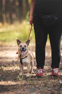 Zusätzliche Fotos: Der kleine Hund Suri ist in guten Händen.