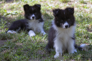Foto №4. Ich werde verkaufen border collie in der Stadt Kruševac.  - preis - verhandelt
