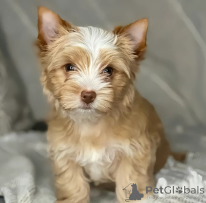 Foto №1. yorkshire terrier - zum Verkauf in der Stadt Poznan | 400€ | Ankündigung № 126649