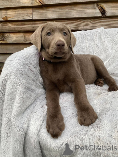 Foto №3. Der bezaubernde Labrador Retriever liebt eine geliebte Familie. Frankreich