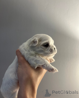 Foto №2 zu Ankündigung № 161331 zu verkaufen malteser - einkaufen Tschechische Republik 