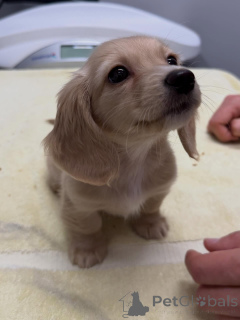 Foto №1. dackel - zum Verkauf in der Stadt Dresden | verhandelt | Ankündigung № 163654