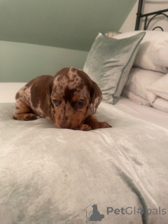 Foto №2 zu Ankündigung № 166923 zu verkaufen deerhound - einkaufen Deutschland quotient 	ankündigung