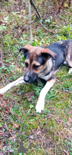 Foto №2 zu Ankündigung № 155102 zu verkaufen mischlingshund - einkaufen Russische Föderation quotient 	ankündigung