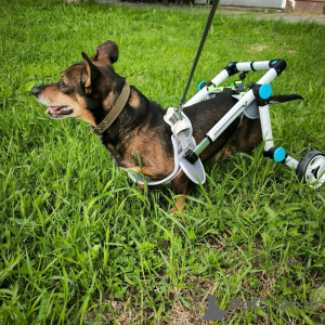 Foto №3. Der wundervolle Jungenmorya aus dem Tierheim sucht eine Familie.. Russische Föderation