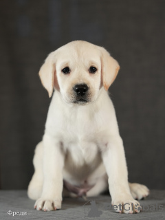 Foto №3. Fawn Labrador-Welpen. Russische Föderation