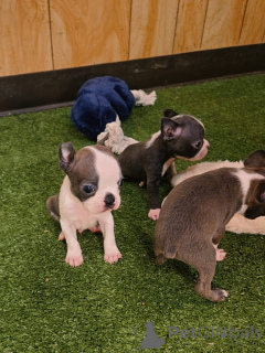 Foto №3. Entzückende Boston-Terrier-Welpen suchen ein liebevolles Zuhause!. Deutschland