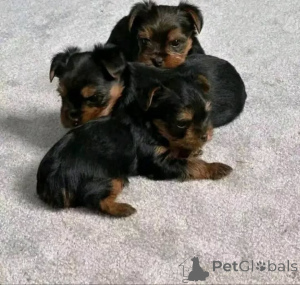Foto №1. yorkshire terrier - zum Verkauf in der Stadt Schwarze | 250€ | Ankündigung № 173726