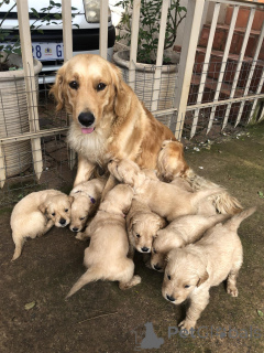 Foto №1. golden retriever - zum Verkauf in der Stadt Schlechtes Münsteerefel | verhandelt | Ankündigung № 167545
