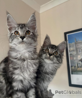Foto №1. maine-coon-katze - zum Verkauf in der Stadt Leipzig | verhandelt | Ankündigung № 177051