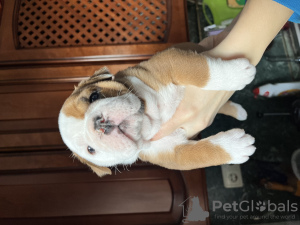 Foto №3. Englische Bulldoggenwelpen zu verkaufen. Weißrussland