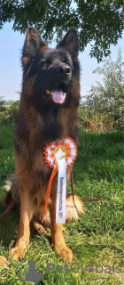 Foto №2 zu Ankündigung № 35910 zu verkaufen deutscher schäferhund - einkaufen Litauen vom kindergarten, züchter