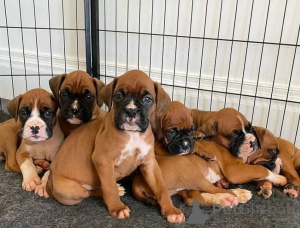 Foto №1. deutscher boxer - zum Verkauf in der Stadt Bratislava | verhandelt | Ankündigung № 157890