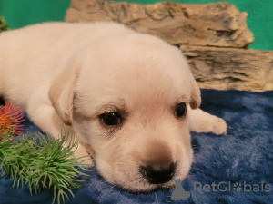 Foto №1. labrador retriever - zum Verkauf in der Stadt Mogilyov | 700€ | Ankündigung № 117145