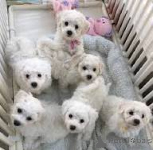 Foto №1. bichon frisé - zum Verkauf in der Stadt Wien | 700€ | Ankündigung № 163870