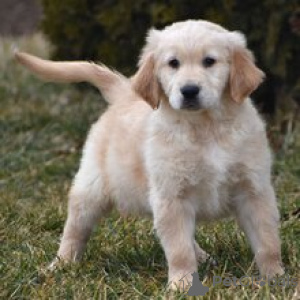 Foto №2 zu Ankündigung № 165132 zu verkaufen golden retriever - einkaufen Deutschland quotient 	ankündigung
