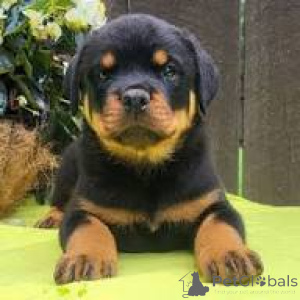 Foto №2 zu Ankündigung № 167114 zu verkaufen rottweiler - einkaufen Belgien quotient 	ankündigung, züchter
