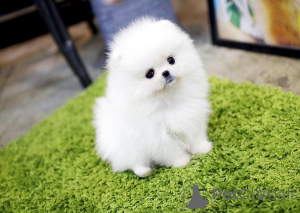 Foto №2 zu Ankündigung № 163245 zu verkaufen  - einkaufen Großbritannien 