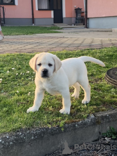 Foto №1. labrador retriever - zum Verkauf in der Stadt Валлетта | 379€ | Ankündigung № 58286