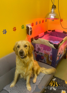 Foto №3. Wunderschöne Golden Retriever Welpen KC. Kanada