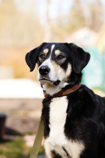 Foto №2 zu Ankündigung № 6407 zu verkaufen mischlingshund - einkaufen Russische Föderation quotient 	ankündigung