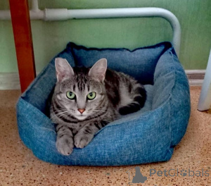 Foto №1. bengal katzenrasse - zum Verkauf in der Stadt Москва | 1€ | Ankündigung № 140655