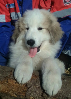Foto №1. chien de montagne des pyrénées - zum Verkauf in der Stadt Perm | verhandelt | Ankündigung № 1988