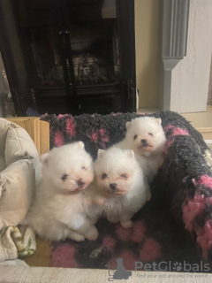 Foto №2 zu Ankündigung № 126668 zu verkaufen pommersche spitz - einkaufen USA 