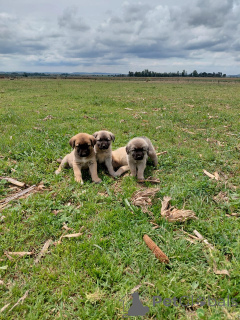 Foto №1. anatolischer hirtenhund - zum Verkauf in der Stadt Schlechtes Homburg vor der Höhe | verhandelt | Ankündigung № 166357