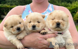 Foto №1. chow-chow - zum Verkauf in der Stadt Burg | verhandelt | Ankündigung № 162391