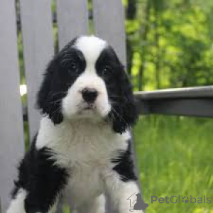 Foto №1. english springer spaniel - zum Verkauf in der Stadt Helsinki | 700€ | Ankündigung № 169505