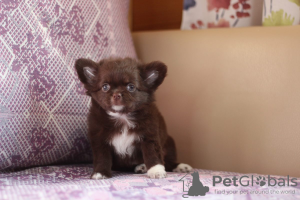 Foto №1. chihuahua - zum Verkauf in der Stadt St. Petersburg | 308€ | Ankündigung № 95026