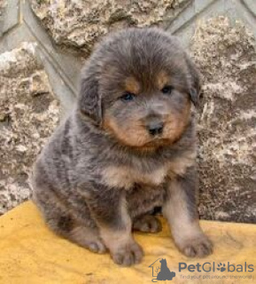 Foto №1. mastiff - zum Verkauf in der Stadt Darwin | verhandelt | Ankündigung № 133957