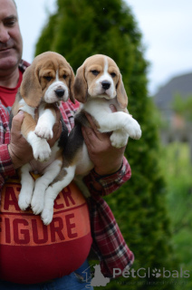 Foto №3. Beagle-Welpen. Weißrussland