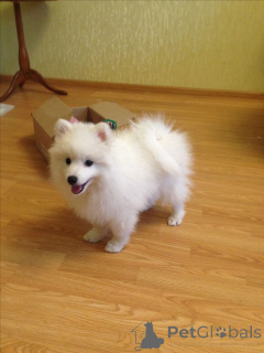 Foto №1. japan-spitz - zum Verkauf in der Stadt Köln | 550€ | Ankündigung № 160530