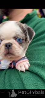 Foto №3. Blue Merle Panda Pug mit blauem Auge selten und atemberaubend!. Serbien