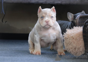 Foto №2 zu Ankündigung № 147466 zu verkaufen american bully - einkaufen Deutschland quotient 	ankündigung