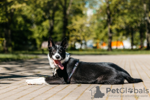 Foto №1. mischlingshund - zum Verkauf in der Stadt Москва | Frei | Ankündigung № 104337