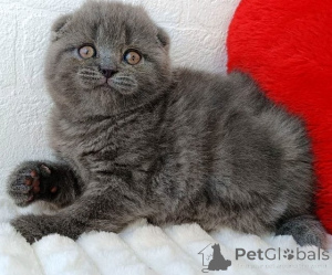 Foto №1. schottische faltohrkatze - zum Verkauf in der Stadt Badgastein | 350€ | Ankündigung № 171168