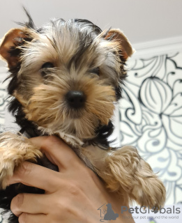 Foto №2 zu Ankündigung № 10868 zu verkaufen yorkshire terrier - einkaufen Russische Föderation quotient 	ankündigung